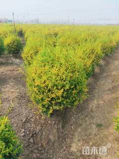 高度60厘米金冠小叶女贞