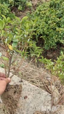 高度30厘米毛鹃