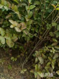 高度50厘米小叶女贞