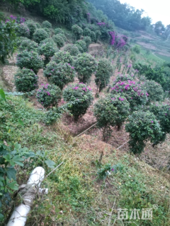 冠幅60厘米三角梅球