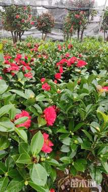 高度70厘米茶梅