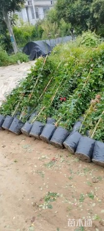 高度100厘米月季