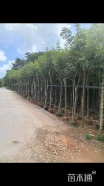 6公分黄花风铃木