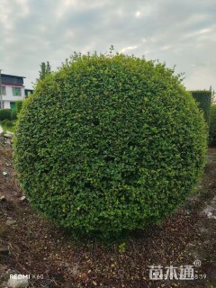 高度60厘米毛叶丁香