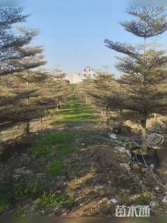 10公分锦叶榄仁