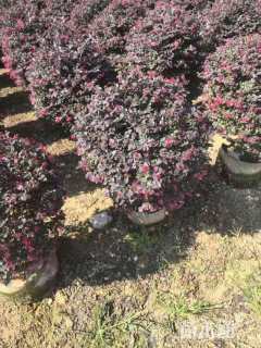 高度70厘米红花继木