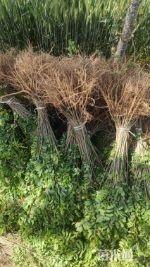 高度80厘米紫穗槐