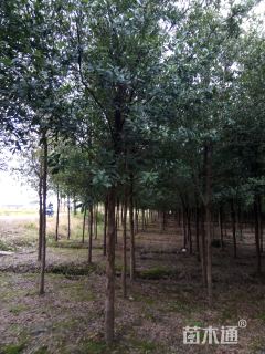 8公分弗吉尼亚栎