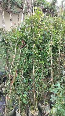 200厘米藤本月季