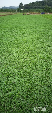 A-精品大叶油草