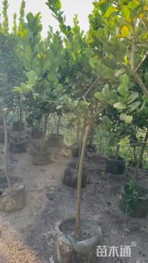 高度150厘米柠檬