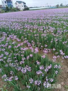 高度20厘米韭兰