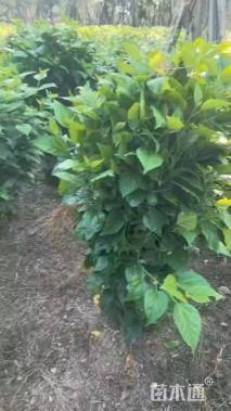 高度150厘米扶桑