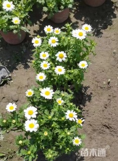 高度20厘米白晶菊