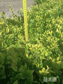 高度55厘米金森女贞小苗