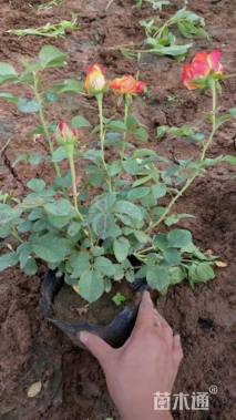 高度30厘米月季