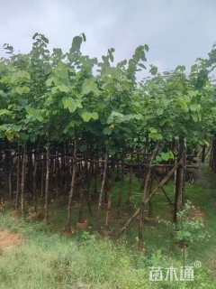 5公分红花羊蹄甲