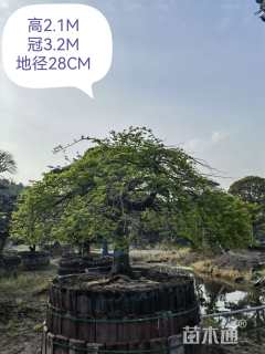 高度300厘米羽毛枫