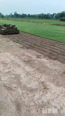 草卷状百慕大草