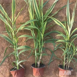 高度55厘米芦竹