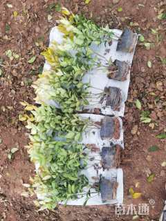 高度30厘米金森女贞小苗