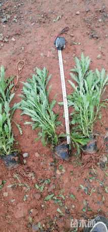 高度25厘米木春菊