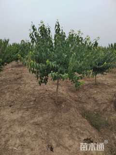 高度180厘米蜡梅