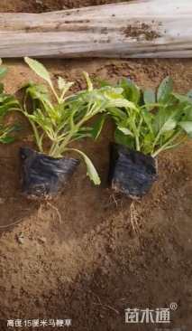 高度30厘米马鞭草