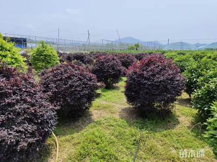 冠幅80厘米红花继木球