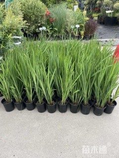 高度40厘米火星花