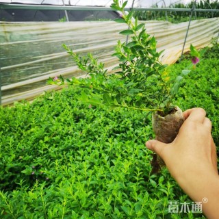 高度20厘米满天星