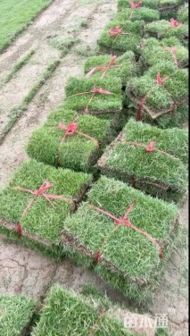 草块状马尼拉草