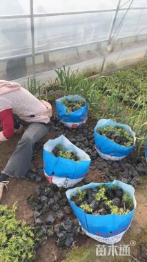 高度11厘米芝樱