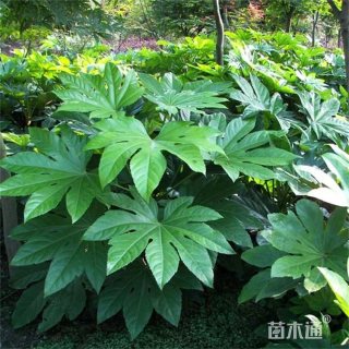 高度35厘米八角金盘大杯