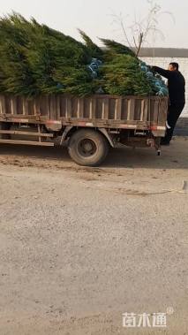 高度100厘米望都塔桧