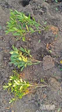 高度26厘米毛鹃