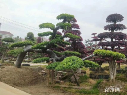 造型榆树