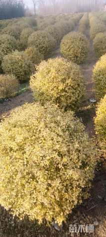 冠幅80厘米亮晶女贞球