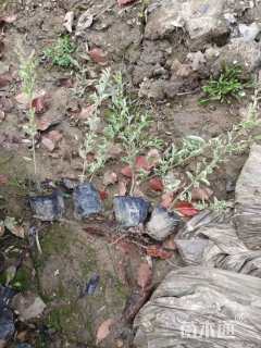 高度30厘米银姬小蜡