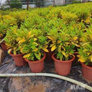 高度20厘米海南洒金榕