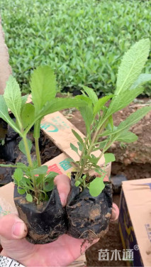 高度15厘米马鞭草