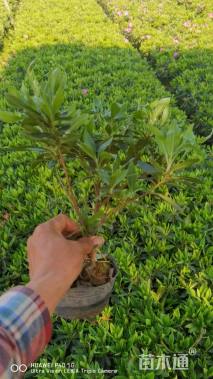 高度30厘米毛鹃