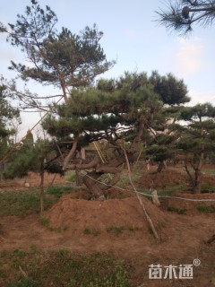 造型松