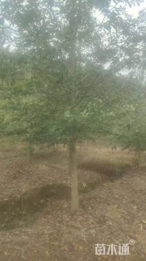 15公分乐昌含笑