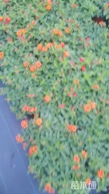 高度50厘米马缨丹