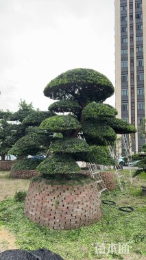 31公分日本罗汉松