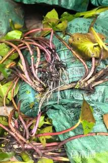 高度30厘米睡莲