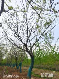 40公分造型朴树