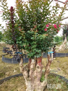 18公分造型红花继木桩