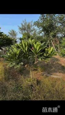 8公分红花鸡蛋花